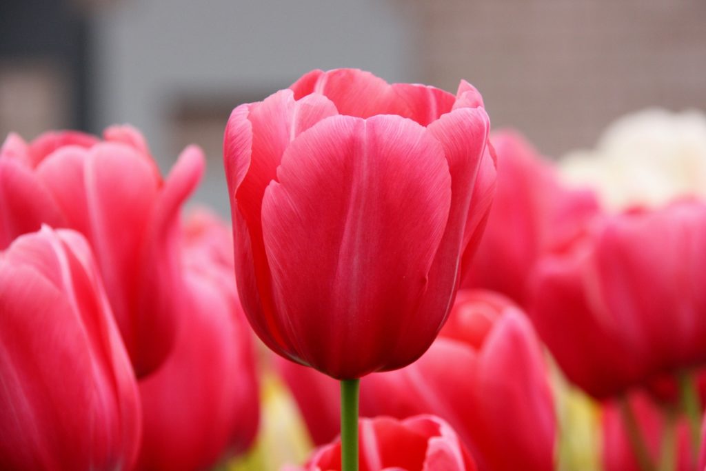 One of the First Financial Scams in History: Tulip Crisis