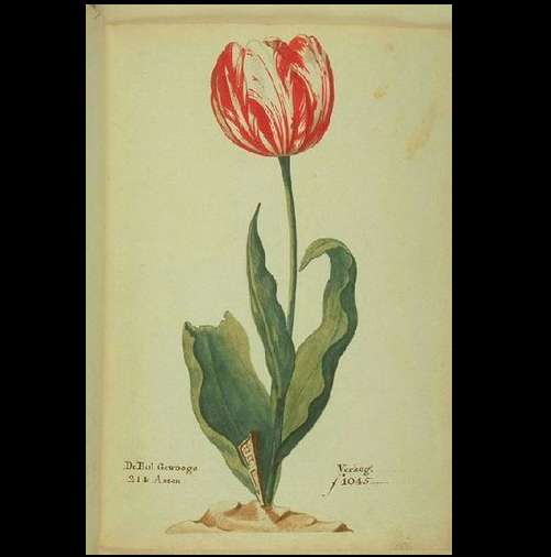 One of the First Financial Scams in History: Tulip Crisis